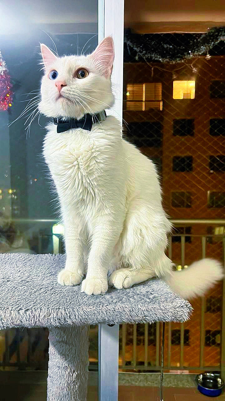 Martin joined the competition — help win amazing prizes! animal, blue_eye, bow_tie, brown_eye, cat, cat_tree, city_lights, cute, domestic_cat, feline, fur, heterochromia, indoor, night, pet, portrait, sitting, whiskers, white_cat, window