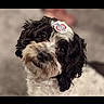 dog, black_and_white, curly_fur, head_tilt, sticker, cute, pet, animal, indoor, portrait, fur, friendly, small_dog, looking_up, whiskers, adorable, companion, domestic_animal, close_up, expression