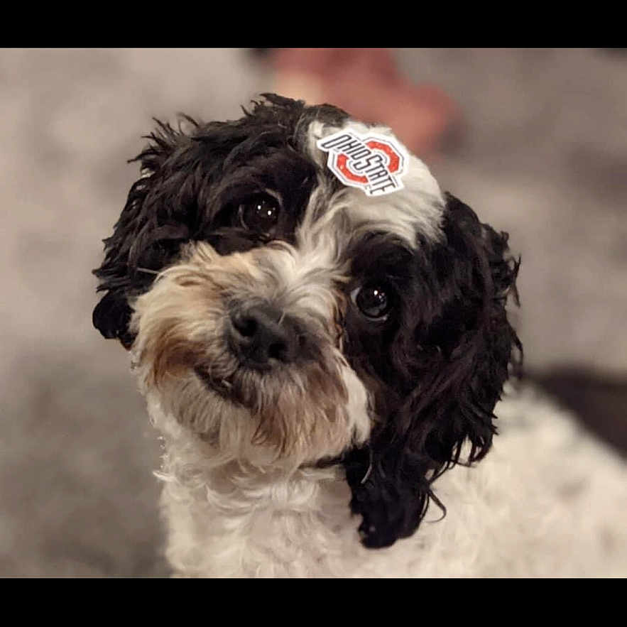 Rosie