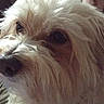 Ollie is registered to the contest to win money with this photo: