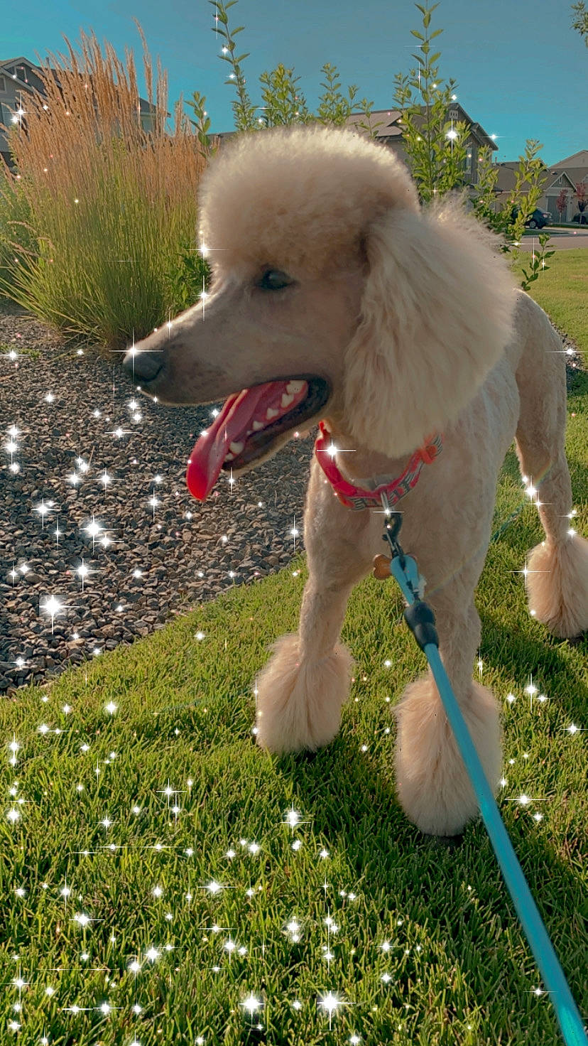 Jewels is registered to the contest to win money with this photo: ball, canidae, carnivore, collar, companion_dog, dog, dog_breed, dog_collar, dog_supply, fawn, grass, lawn, leash, pet_supply, plant, poodle, sky, snout, sporting_group, tail