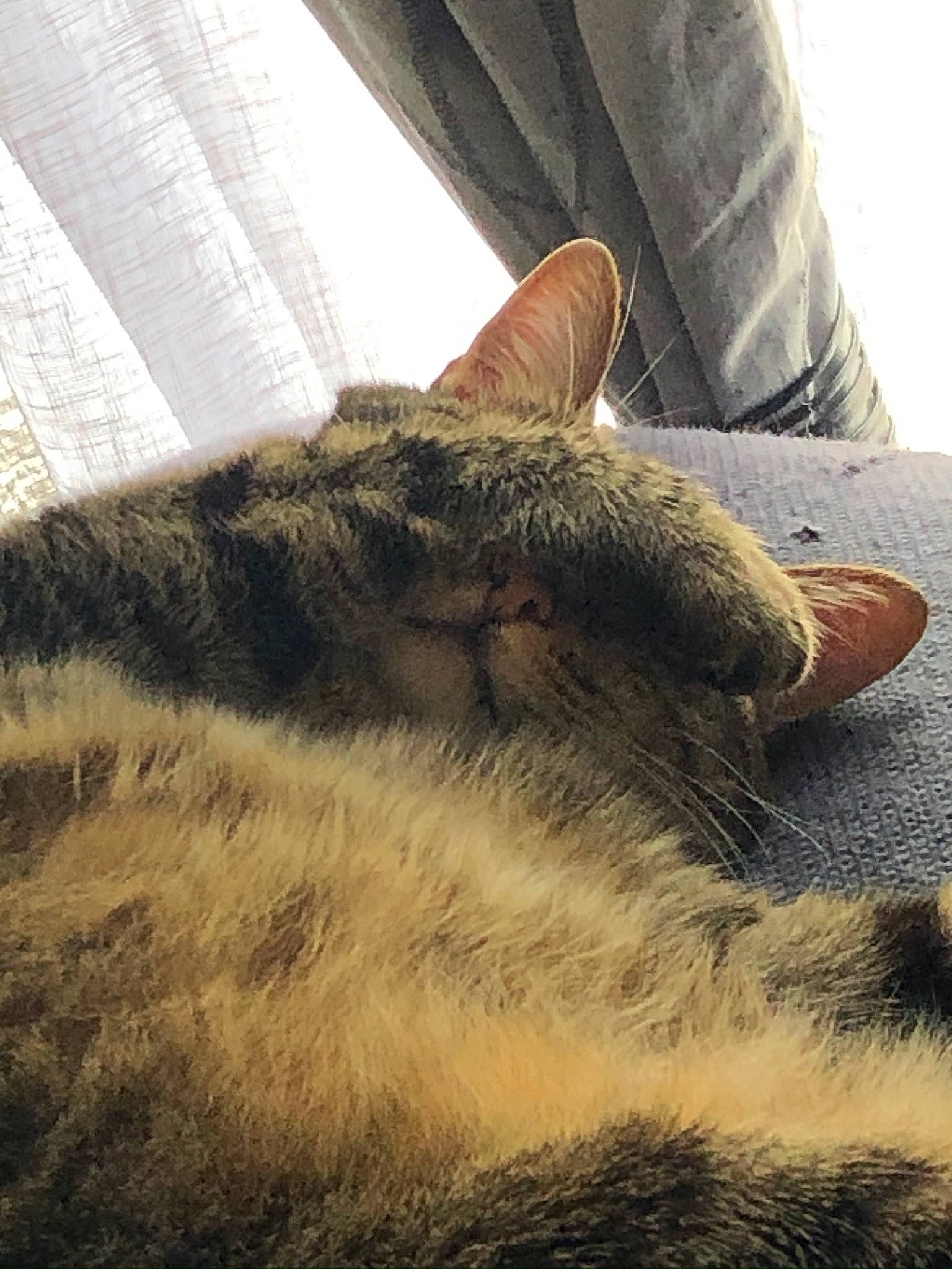 Lilou a rejoint le concours — aidez-le/la à gagner de superbes lots ! carnivore, cat, comfort, domestic_short_haired_cat, fawn, felidae, flooring, foot, fur, grass, grey, human_leg, paw, sky, small_to_medium_sized_cats, tail, thigh, vertebrate, whiskers, wood