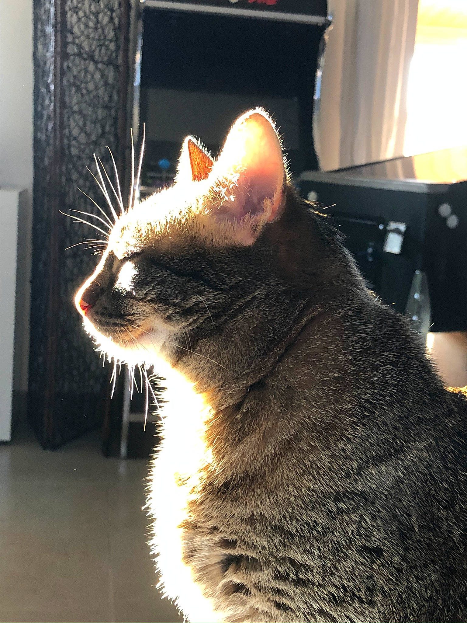 Lilou participe au concours pour gagner de l'argent avec cette photo : carnivore, cat, curtain, darkness, domestic_short_haired_cat, felidae, flooring, foot, fur, metal, paw, sitting, small_to_medium_sized_cats, snout, tail, terrestrial_animal, whiskers, window