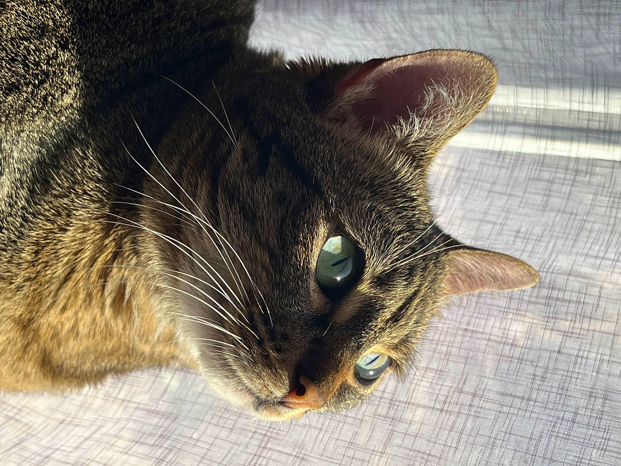 Lilou a rejoint le concours — aidez-le/la à gagner de superbes lots ! black_cat, carnivore, cat, domestic_short_haired_cat, ear, electric_blue, eye, felidae, fur, grass, hair, head, human_body, iris, paw, sand, small_to_medium_sized_cats, snout, whiskers, wildlife