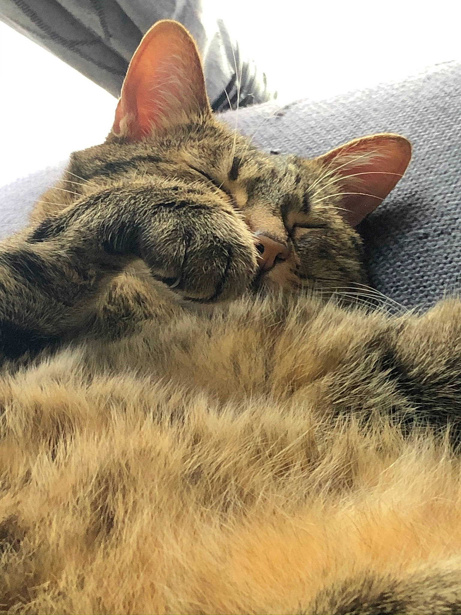 Lilou a rejoint le concours — aidez-le/la à gagner de superbes lots ! carnivore, cat, claw, comfort, domestic_short_haired_cat, ear, felidae, fur, grass, nap, paw, plant, sitting, sleep, small_to_medium_sized_cats, snout, tail, terrestrial_animal, whiskers, wildlife