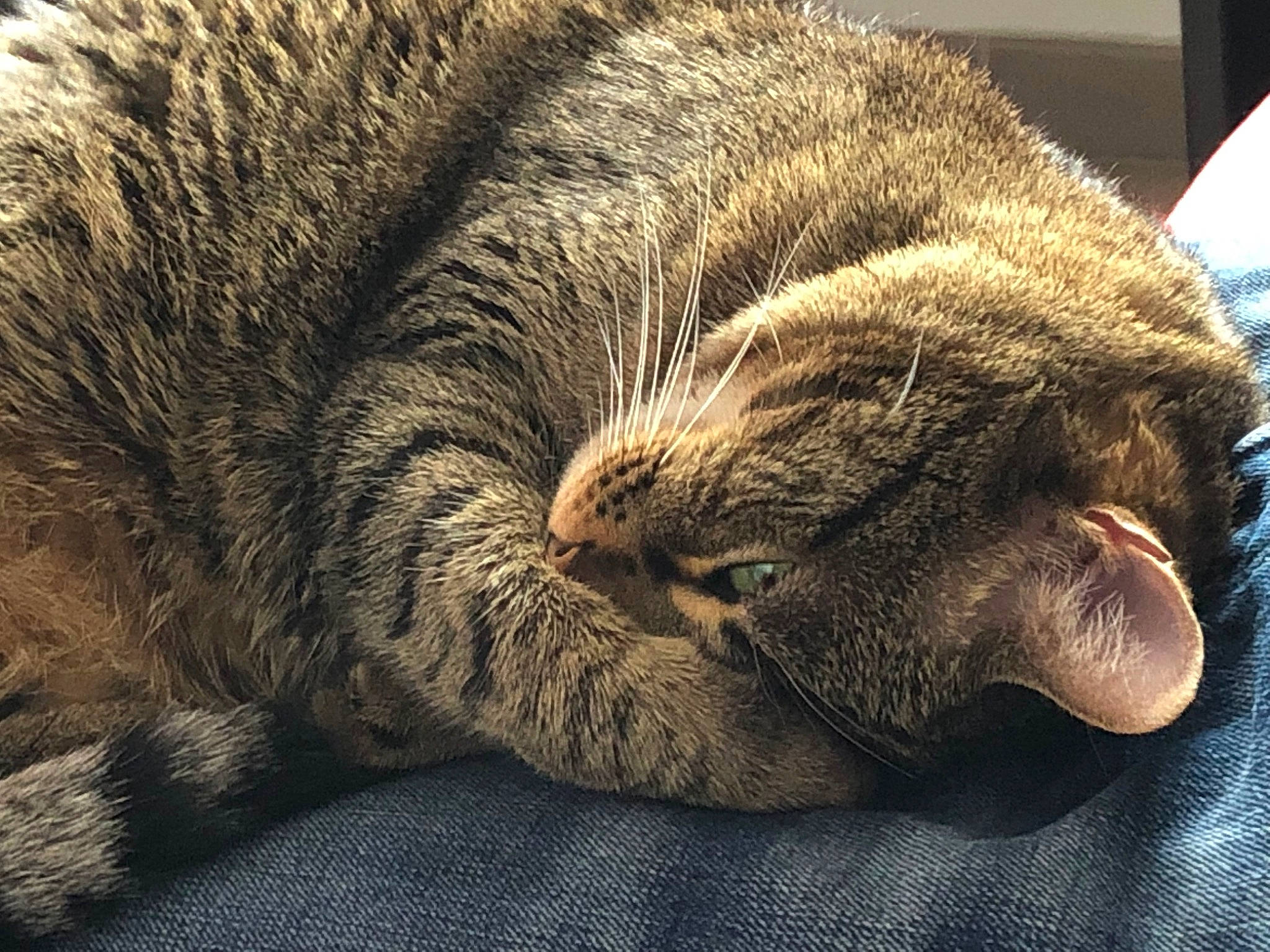 Lilou participe au concours pour gagner de l'argent avec cette photo : carnivore, cat, close_up, comfort, domestic_short_haired_cat, felidae, fur, grey, nap, paw, sleep, small_to_medium_sized_cats, snout, tail, terrestrial_animal, whiskers, wood