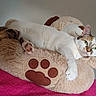animal, brown_spots, cat, cozy, cute, domestic_cat, ear, feline, fluffy, green_eyes, indoor, paw_print, pet, pillow, pink_blanket, relaxed, resting, soft_texture, teddy_bear, white_fur