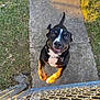 Debo is registered to the contest to win money with this photo: dog, jumping, happy, outdoor, chain_link_fence, concrete_path, grass, sunlight, pet, playful, black_dog, tan_markings, collar, excited, paw, sidewalk, daylight, front_paws, tongue, looking_up