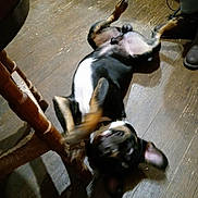 Debo joined the competition — help win amazing prizes! dog, playing, wooden_floor, indoor, blur, rolling, paws, black_and_tan, pet, collar, furniture, chair_leg, footwear, shoes, home, flooring, toy, motion, canine, happy