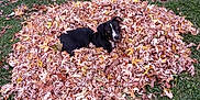 Debo joined the competition — help win amazing prizes! dog, leaves, pile_of_leaves, grass, outdoor, autumn, black_dog, white_markings, fence, chain_link_fence, curious, pet, animal, nature, seasonal, fall, playful, lawn, daytime, cute