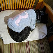 Rere is registered to the contest to win money with this photo: dog, pet, sleeping, sweater, clothing, chair, cushion, striped, wooden, indoor, resting, black_fur, cozy, small_dog, furniture, home, relaxed, animal, quiet, curled_up