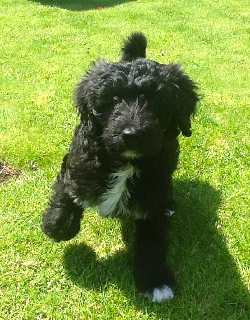 Gracie is registered to the contest to win money with this photo: canidae, carnivore, companion_dog, dog, dog_breed, grass, liver, maltepoo, non_sporting_group, poodle, small_terrier, snout, sporting_group, tail, terrestrial_animal, terrier, toy_dog, water_dog, working_animal, working_dog