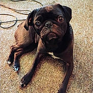Pixie is registered to the contest to win money with this photo: dog, pug, black_dog, carpet, indoor, pet, animal, canine, laying_down, looking_up, ears, nose, eyes, paw, fur, domestic_animal, companion, cute, pet_indoor, relaxed