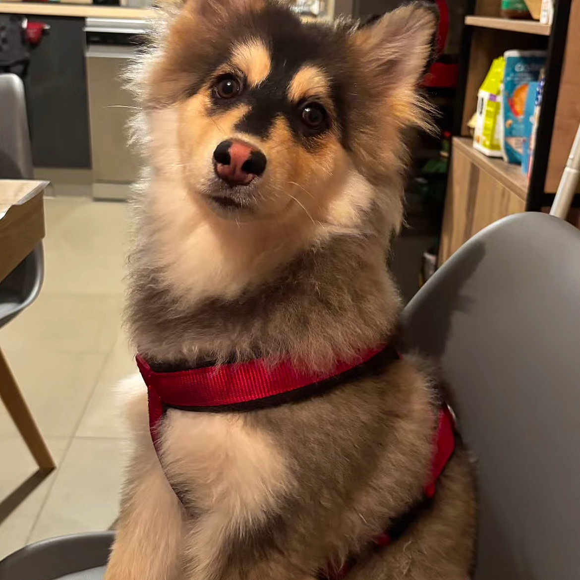 Mimi participe au concours pour gagner de l'argent avec cette photo : animal, canine, doctor, dog, dogbed, eskimodog, husky, indoors, interiordesign, person, pet, puppy, snout, walkingdog