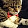 Titou