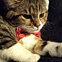 Titou a rejoint le concours — aidez-le/la à gagner de superbes lots ! animal, bow_tie, cat, christmas, closeup, cozy, cute, cute_pet, domestic_cat, feline, fur, holiday, holly, indoor, pet, portrait, resting, santa_hat, tabby, whiskers