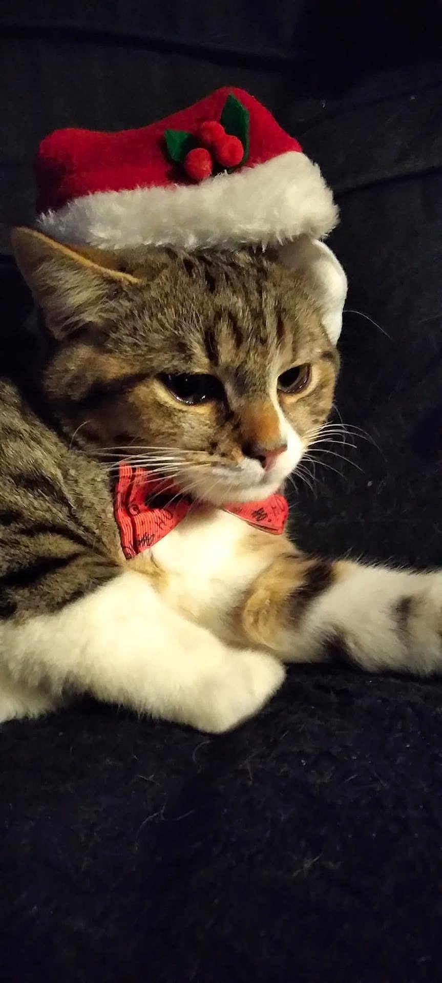 Titou a rejoint le concours — aidez-le/la à gagner de superbes lots ! animal, bow_tie, cat, christmas, closeup, cozy, cute, cute_pet, domestic_cat, feline, fur, holiday, holly, indoor, pet, portrait, resting, santa_hat, tabby, whiskers