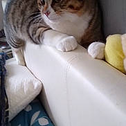 Titou a rejoint le concours — aidez-le/la à gagner de superbes lots ! animal, cat, couch, cozy, curious, domestic, feline, fur, home, indoor, looking, pet, pillow, relaxed, resting, side_view, soft, tabby, toy, white