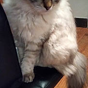 Neige participe au concours pour gagner de l'argent avec cette photo : animal, blue_eyes, cat, chair, curious, cute, domestic_animal, ears, feline, fluffy, furry, house, indoor, leather, paw, pet, sitting, tail, whiskers, wooden_floor