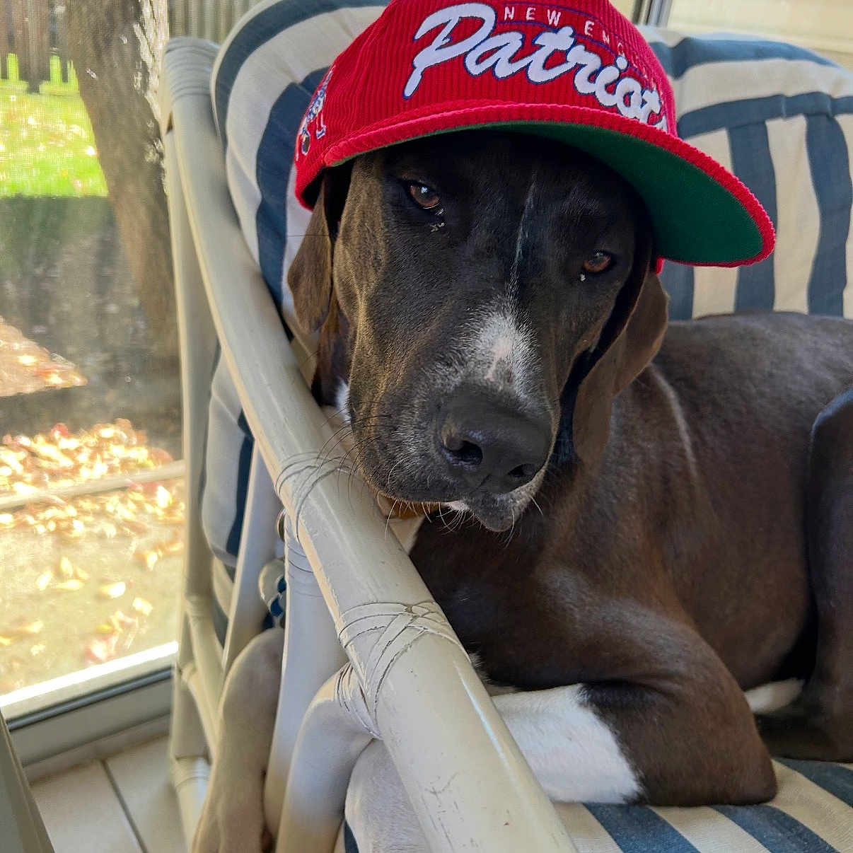 Bodie joined the competition — help win amazing prizes! dog, canine, pet, hat, cap, red, indoor, chair, cushion, striped, relaxed, brown, white_paws, window, daylight, portrait, animal, resting, face, closeup