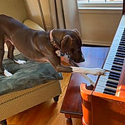 Bodie joined the competition — help win amazing prizes! dog, piano, chair, cushion, wooden_floor, window, slipper, lamp, curtain, indoor, pet, playing, brown_dog, collar, furniture, daylight, home, flooring, animal, curious