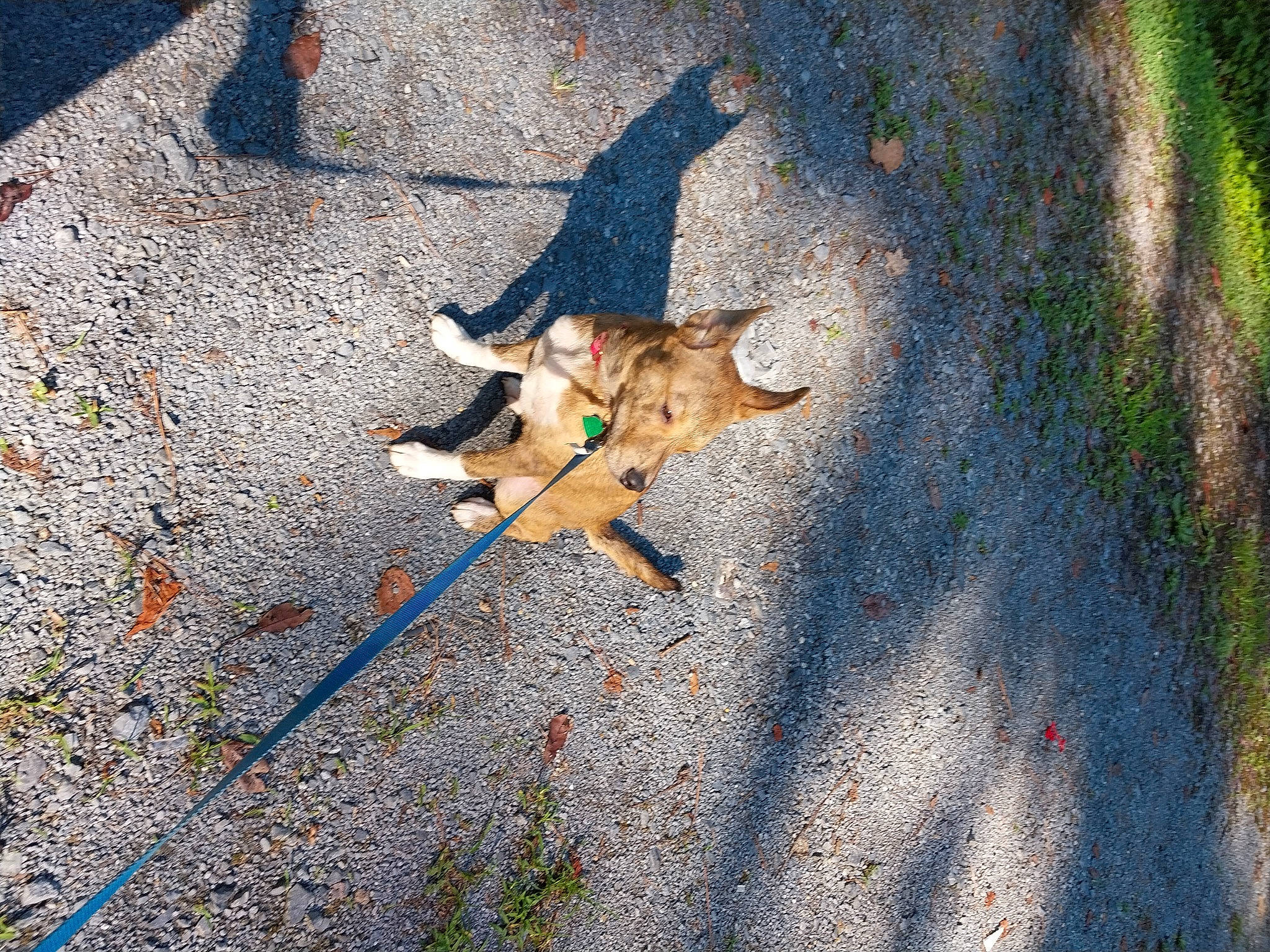 Socks joined the competition — help win amazing prizes! asphalt, carnivore, companion_dog, dog, dog_breed, fashion_accessory, fawn, grass, leash, people_in_nature, plant, road, road_surface, shadow, sidewalk, sporting_group, tail, tints_and_shades, tree, wood