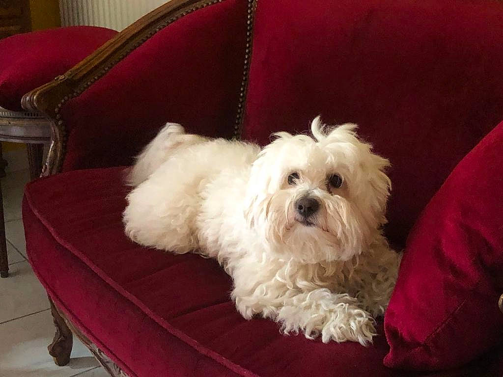 Gringo participe au concours pour gagner de l'argent avec cette photo : bichon, bolonka, canidae, carnivore, companion_dog, coton_de_tulear, dog, dog_breed, kyi_leo, lhasa_apso, lowchen, maltepoo, maltese, mammal, morkie, puppy, schnoodle, shih_tzu, vertebrate, west_highland_white_terrier