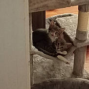 Gracie And Grady is registered to the contest to win money with this photo: cat, kitten, pets, animal, feline, cuddle, cat_tree, indoor, cozy, sleepy, fur, ears, whiskers, floor, wood, carpet, cute, resting, playful, young