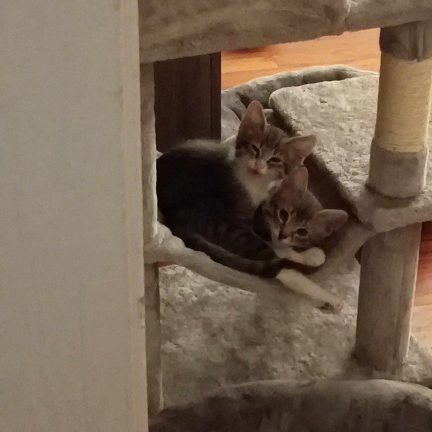 Gracie And Grady is registered to the contest to win money with this photo: cat, kitten, pets, animal, feline, cuddle, cat_tree, indoor, cozy, sleepy, fur, ears, whiskers, floor, wood, carpet, cute, resting, playful, young