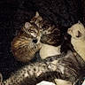 kittens, cats, sleeping, sleepy, furry, fluffy, tabby, white_cat, brown_cat, group, pile, cuddling, animals, pets, indoors, blanket, dark_background, sparkly, containers, cozy