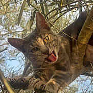 Brume a rejoint le concours — aidez-le/la à gagner de superbes lots ! cat, feline, animal, tree, branch, leaves, outdoor, nature, climbing, perched, tongue, funny, portrait, close_up, tabby, fur, whiskers, eyes, sunlight, wildlife