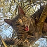 cat, feline, animal, tree, branch, leaves, outdoor, nature, climbing, perched, tongue, funny, portrait, close_up, tabby, fur, whiskers, eyes, sunlight, wildlife