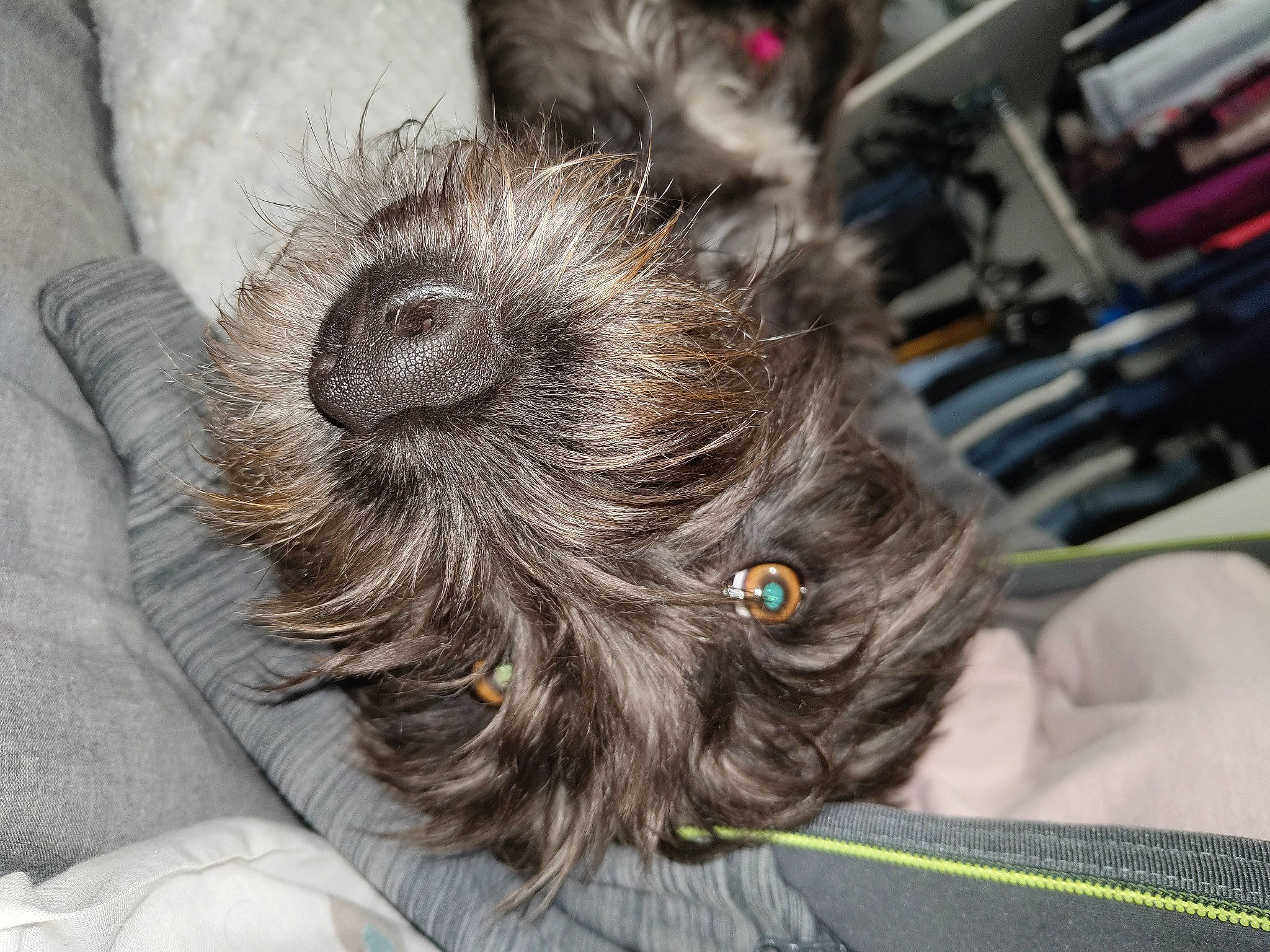 Luna a rejoint le concours — aidez-le/la à gagner de superbes lots ! canidae, carnivore, claw, close_up, comfort, companion_dog, dog, dog_breed, ear, fawn, felidae, fur, liver, nap, small_to_medium_sized_cats, snout, sporting_group, toy_dog, whiskers, working_animal