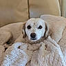 animal, blanket, companion, couch, cozy, curtains, cute, dog, domestic, fur, home, indoor, leather_couch, looking_at_camera, pet, relaxed, resting, snuggled, soft_texture, white_dog