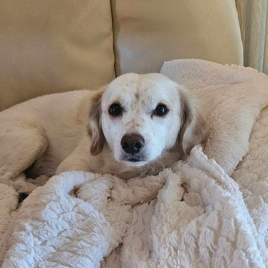 Curly Longfellow joined the competition — help win amazing prizes! animal, blanket, companion, couch, cozy, curtains, cute, dog, domestic, fur, home, indoor, leather_couch, looking_at_camera, pet, relaxed, resting, snuggled, soft_texture, white_dog