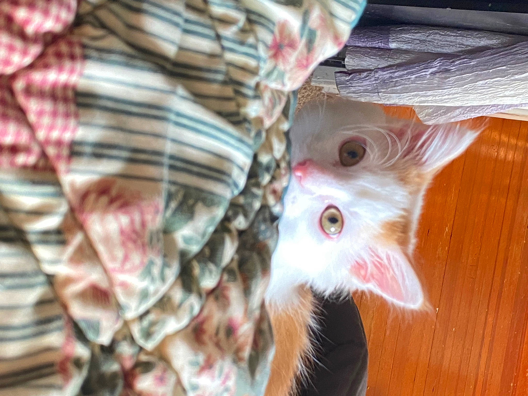 Peanut is registered to the contest to win money with this photo: beak, bird, chicken, comb, dress, fawn, feather, felidae, galliformes, head, livestock, pattern, phasianidae, plant, poultry, rooster, snout, tail, whiskers, wood