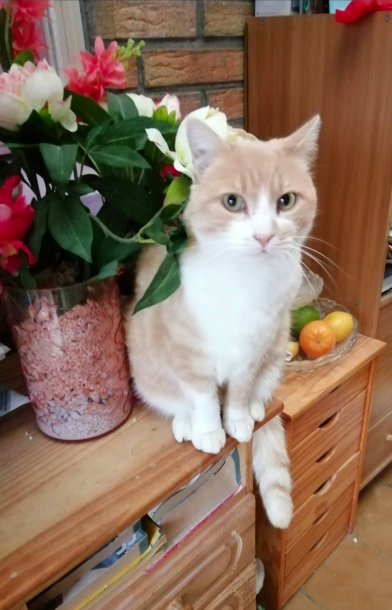 Isatis participe au concours pour gagner de l'argent avec cette photo : asian, basket, burmilla, carnivore, cat, domestic_short_haired_cat, european_shorthair, fawn, felidae, flower, flowerpot, kitten, norwegian_forest_cat, plant, ragamuffin, siberian, small_to_medium_sized_cats, turkish_angora, turkish_van, whiskers