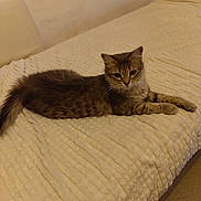 Bella participe au concours pour gagner de l'argent avec cette photo : bed, bedding, bedroom, blanket, cat, cozy, domestic, feline, fur, indoor, kitten, looking_at_camera, lying_down, paws, pet, portrait, relaxed, tabby_cat, tail, whiskers
