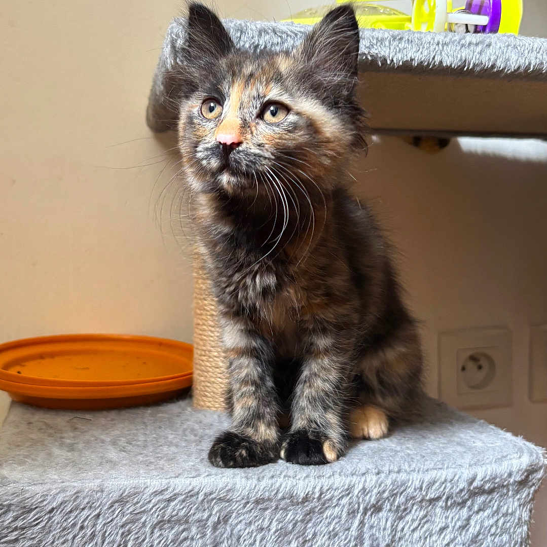 Zina participe au concours pour gagner de l'argent avec cette photo : animal, cat, cat_tree, cozy, curious, cute, domestic, feline, fur, furry, household, indoor, kitten, paws, pet, playful, sitting, tortoiseshell, toy, whiskers