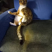 Daisy joined the competition — help win amazing prizes! animal, blue_couch, cat, couch, curious, cute, domestic, feline, fur, gray_cushion, home, indoor, looking_at_camera, pet, relaxed, sitting, tabby, tail, whiskers, white_paws