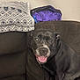 Nina joined the competition — help win amazing prizes! animal, black_dog, blanket, comfort, couch, cozy, dog, domestic_animal, fabric, face, fur, furniture, happy, home, indoor, looking_at_camera, pet, resting, sitting, tongue_out