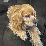 Pickles is registered to the contest to win money with this photo: dog, golden_fur, long_hair, pet, indoor, couch, furniture, relaxed, side_view, animal, companion, canine, soft_fur, resting, medium_size, brown_eyes, fluffy, domestic, quiet, calm