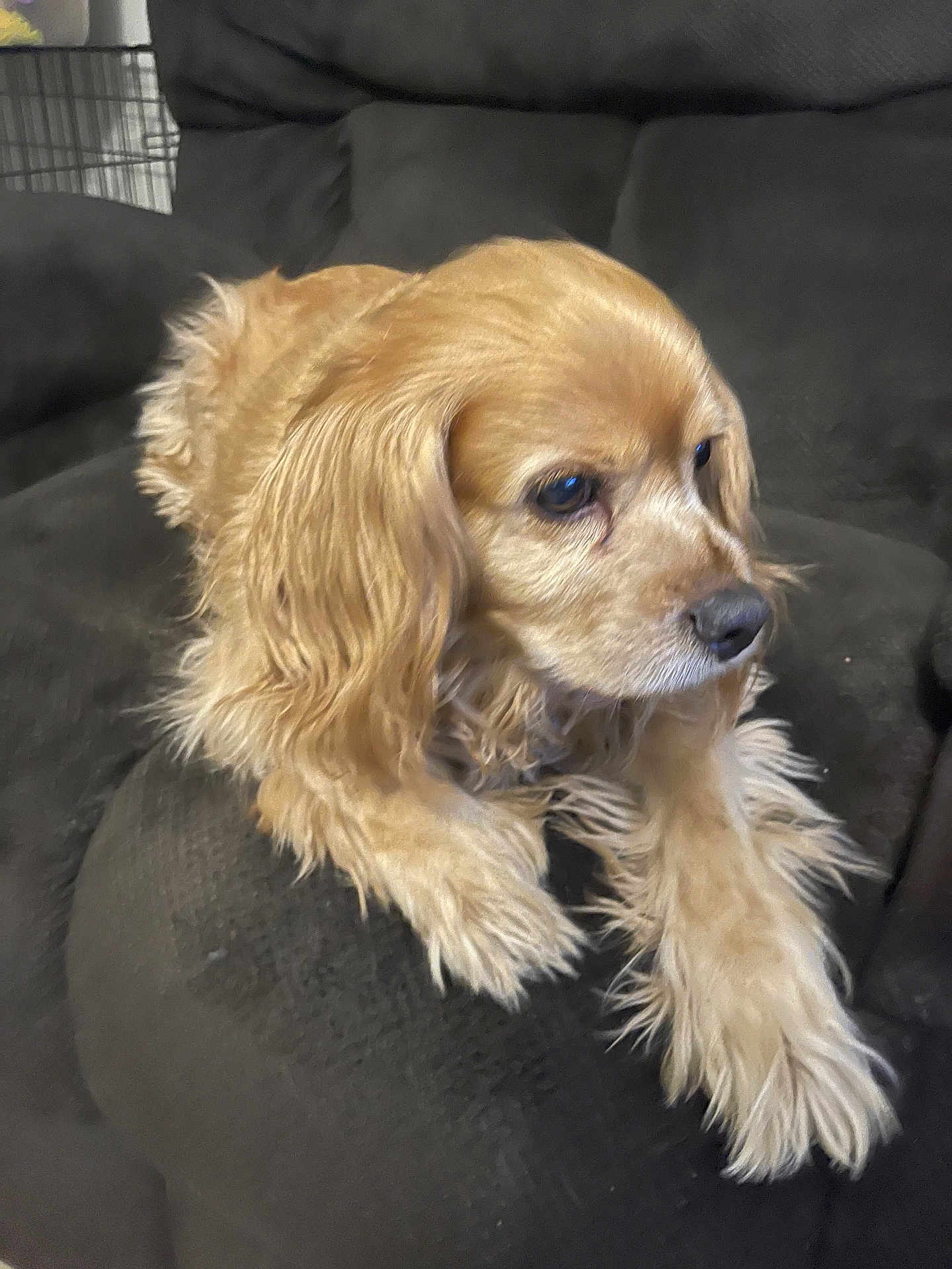 Pickles is registered to the contest to win money with this photo: dog, golden_fur, long_hair, pet, indoor, couch, furniture, relaxed, side_view, animal, companion, canine, soft_fur, resting, medium_size, brown_eyes, fluffy, domestic, quiet, calm