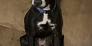 Nicola joined the competition — help win amazing prizes! dog, black_dog, white_markings, sitting, couch, indoor, pet, curious, collar, furniture, household_items, blanket, fabric, ears, eyes, nose, legs, paw, fur, companion