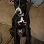 dog, black_dog, white_markings, sitting, couch, indoor, pet, curious, collar, furniture, household_items, blanket, fabric, ears, eyes, nose, legs, paw, fur, companion
