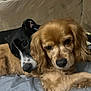 Nicola joined the competition — help win amazing prizes! dog, two_dogs, couch, indoor, pet, snuggling, golden_dog, black_and_white_dog, fur, closeup, companion, animal, relaxing, friendship, laying_down, domestic_animal, cute, cozy, living_room, canine