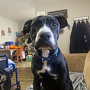 Nicola joined the competition — help win amazing prizes! dog, black_and_white, blue_collar, indoor, couch, living_room, wheelchair, wooden_chair, coats, wall_art, flooring, pet, animal, sitting, curious, close_up, household_items, furniture, domestic, portrait