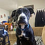 dog, black_and_white, blue_collar, indoor, couch, living_room, wheelchair, wooden_chair, coats, wall_art, flooring, pet, animal, sitting, curious, close_up, household_items, furniture, domestic, portrait