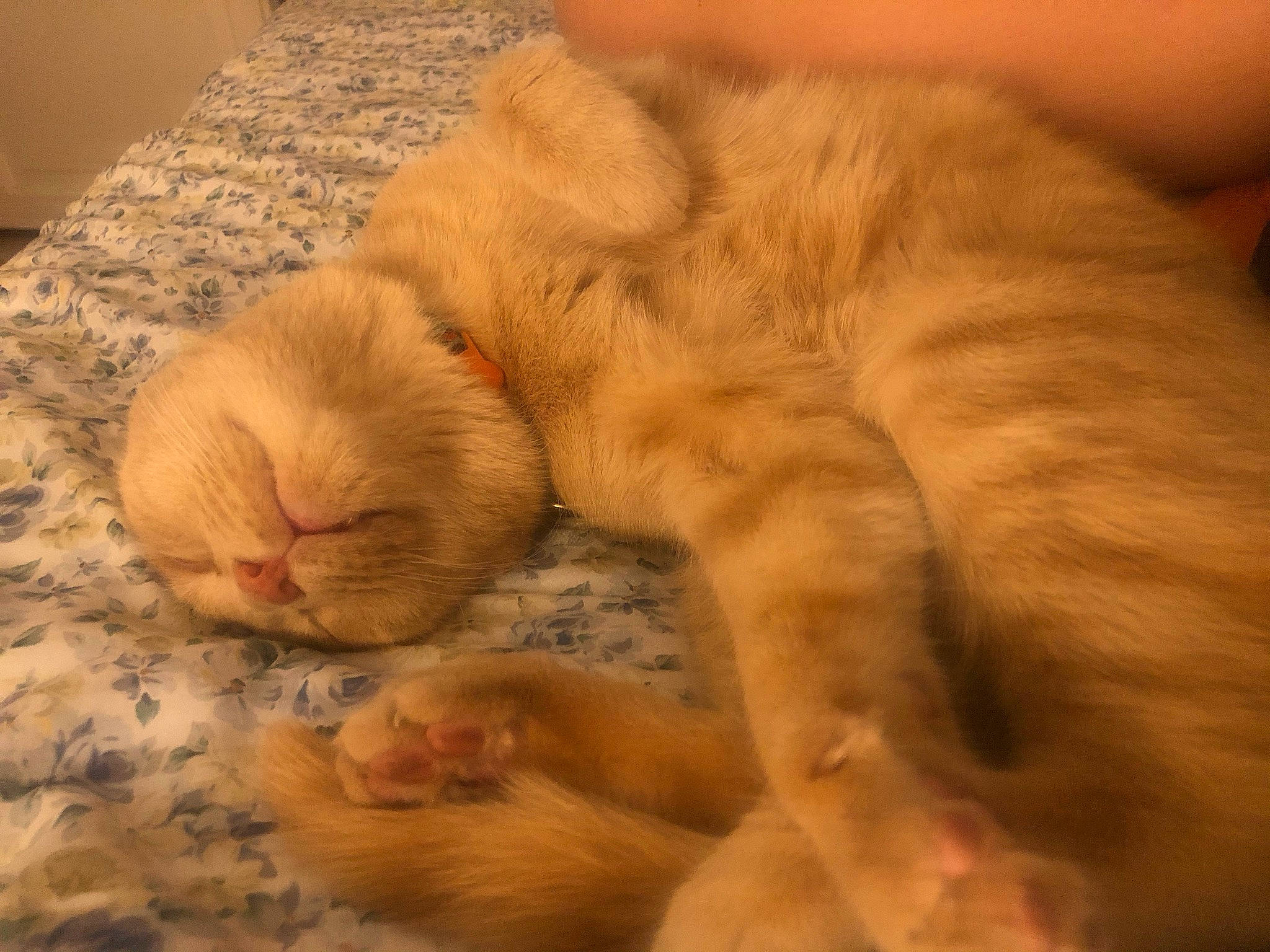 Meo a rejoint le concours — aidez-le/la à gagner de superbes lots ! canidae, carnivore, cat, claw, comfort, domestic_short_haired_cat, fawn, felidae, fur, nap, paw, puppy, sleep, small_to_medium_sized_cats, snout, sporting_group, tail, whiskers, wildlife, wood