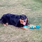 Nala participe au concours pour gagner de l'argent avec cette photo : animal, black_dog, canine, dog, field, fur, grass, green, happy, lying_down, nature, outdoor, pet, playful, resting, rope_toy, summer, tan_markings, tongue_out, toy